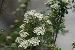Spiraea canescens